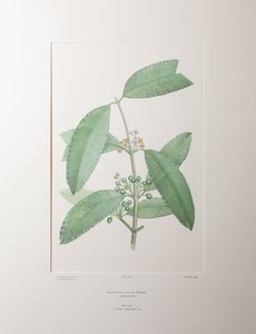 Calophyllum soulattri (Guttiferae) - tablica 362, Banks