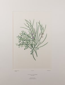 Carmichaelia solandri (Leguminosae) - Tablica 429, Banks