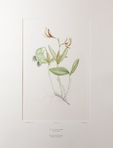 Cattleya forbesii (Orchidaceae) - Tablica 358, Banks