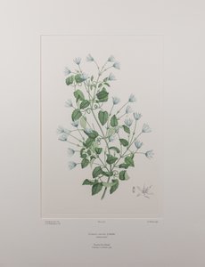 Clematis forsteri (Ranunculaceae) - Tablica 402, Banks