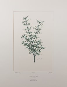 Discaria toumatou (Rhamnaceae) - Tablica 426, Banks
