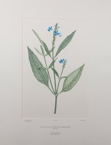 Eranthemum nervosa (Acanthaceae) - tablica 378, Banks