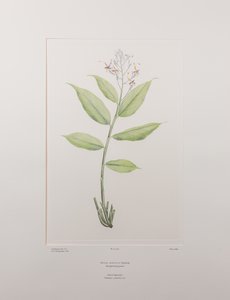 Globba marantina (Zingiberaceae) - Tablica 390, Banks