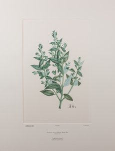 Haloragis erecta (Haloragidaceae) - tablica 439, Banks