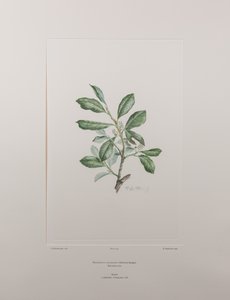 Heberdenia bahamensis (Myrsinaceae) - Tablica 395, Banks