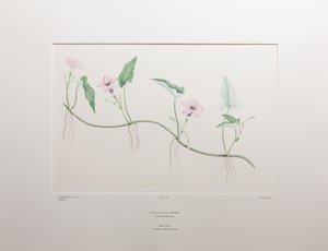Ipomoea aquatica (Convolvulaceae) - tablica 375, Banks