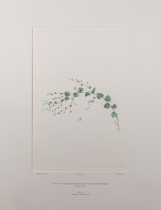 Kicksia spuria subsp. integrifolia (Scrophulariaceae) - Tablica 397, Banks