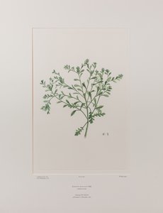Lepidium flexicaule (Cruciferae) - Tablica 409, Banks