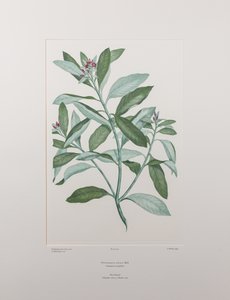 Pittosporum ralphii (Pittosporaceae) - Tablica 413, Banks