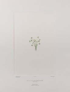Ranunculus acaulis (Ranunculaceae) - Tablica 403, Banks