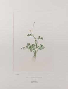 Ranunculus hirtus (Ranunculaceae) - Tablica 404, Banks