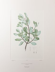 Schyphiphora hydrophyllacea (Rubiaceae) - tablica 148, Banks