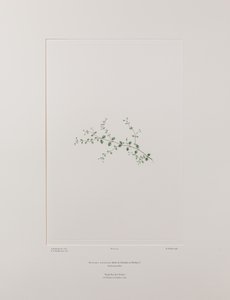 Stellaria parviflora (Caryophyllaceae) - Tablica 415, Banks