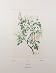 Weinmannia sylvicola (Cunoniaceae) - Tablica 436, Banks