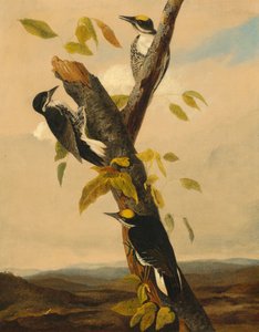 Dzięcioł trójpalczasty, 18311833.