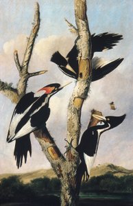Dzięcioły z kości słoniowej, ok. 1830-31