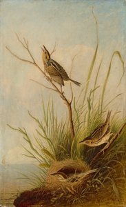 Dziwonia ogoniasta, 18311833.
