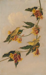 Żółta pokrzewka, 1830-1833.