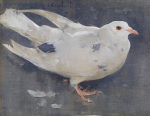 Gołąb (gwasz na płótnie) autorstwa Joseph Crawhall