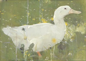 Biały Drake (gwasz na płótnie)