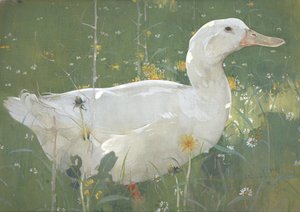 Biały Drake autorstwa Joseph Crawhall