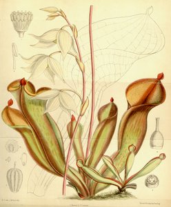 Heliamphora nutans. 1890