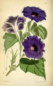 Ipomoea zero, 1868