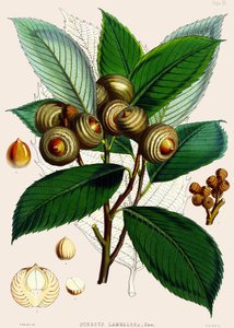 Quercus lamellosa, 1890