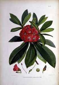 Rododendron: Barbatum, litografia Walter Hood Fitch