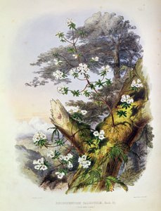 Rhododendron: Dalhousie, rysunek z „Rhododendrons of the Sikkim Himalaya”, wydrukowany przez Reeve Benham und Reeve, 1849-50 (litografia kolorowa)