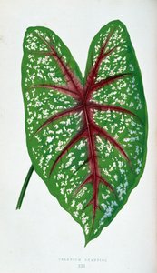 Liść Chantini Caladium. Deska botaniczna w „”Rośliny z kolorowym ulistnieniem.