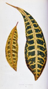 Variegata z liści Croton. Deska botaniczna w „”Rośliny z kolorowym ulistnieniem. Kolekcja najbardziej niezwykłych gatunków wykorzystywanych do ozdabiania ogrodów, szklarni i mieszkań autorstwa Edwarda Josepha Lowe i W. Howarda, członków London Horticulture