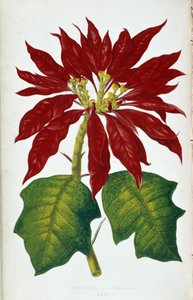 Kwiat i liście Poinsettia Pulcherrima. Deska botaniczna w „”Rośliny z kolorowym ulistnieniem. Kolekcja najbardziej niezwykłych gatunków wykorzystywanych do ozdabiania ogrodów, szklarni i mieszkań autorstwa Edwarda Josepha Lowe i W. Howarda, członków London