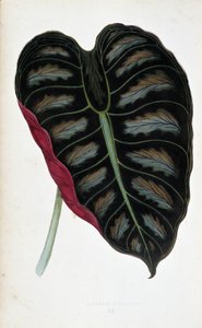 Liść Alocasia metallica. Deska botaniczna w „” Rośliny z kolorowym ulistnieniem. Kolekcja najbardziej niezwykłych gatunków wykorzystywanych do ozdabiania ogrodów, szklarni i mieszkań autorstwa Edwarda Josepha Lowe i W. Howarda, członków London Horticulture