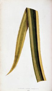 Liść Ananassa Sativa Variegata. Deska botaniczna w ""Kolorowe rośliny liściaste.