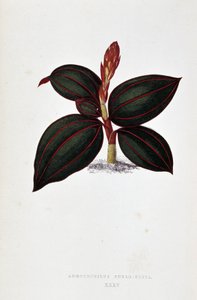 Liść Anoectochilus Rubro Venia.