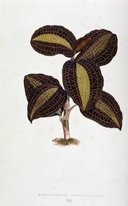 Liść Anoectochilus Xantophyllus. Deska botaniczna w „”Rośliny z kolorowym ulistnieniem.