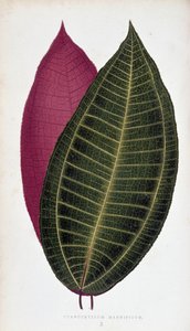 Liść Cyanophyllum Magnificum. Deska botaniczna w „”Rośliny z kolorowym ulistnieniem.