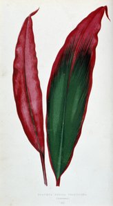 Liść Dracaena ferrea versicolor. Deska botaniczna w „”Rośliny z kolorowym ulistnieniem.