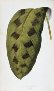 Liść Maranta Pardina. Deska botaniczna w „”Rośliny z kolorowym ulistnieniem. Kolekcja najbardziej niezwykłych gatunków wykorzystywanych do ozdabiania ogrodów, szklarni i mieszkań autorstwa Edwarda Josepha Lowe i W. Howarda, członków London Horticulture Soc autorstwa Joseph Edward and Howard W Lowe