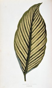 Liść Maranta Vittaty. Deska botaniczna w „”Rośliny z kolorowym ulistnieniem. Kolekcja najbardziej niezwykłych gatunków wykorzystywanych do ozdabiania ogrodów, szklarni i mieszkań autorstwa Edwarda Josepha Lowe i W. Howarda, członków London Horticulture Soc