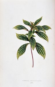 Liść margaritacei Sonerila. Deska botaniczna w „”Rośliny z kolorowym ulistnieniem. Kolekcja najbardziej niezwykłych gatunków wykorzystywanych do ozdabiania ogrodów, szklarni i mieszkań autorstwa Edwarda Josepha Lowe i W. Howarda, członków London Horticultu