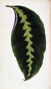 Maranta liść warscewiczii. Deska botaniczna w „”Rośliny z kolorowym ulistnieniem.