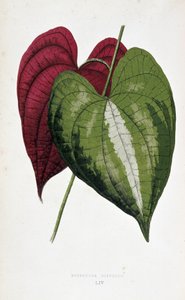 Liście pochrzynu w 2 kolorach (Dioscorea discolor). Deska botaniczna w „”Rośliny z kolorowym ulistnieniem. Kolekcja najbardziej niezwykłych gatunków wykorzystywanych do ozdabiania ogrodów, szklarni i mieszkań autorstwa Edwarda Josepha Lowe i W. Howarda, cz