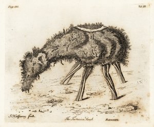 Jagnięcina Warzywna Tataru. autorstwa Joseph Halfpenny