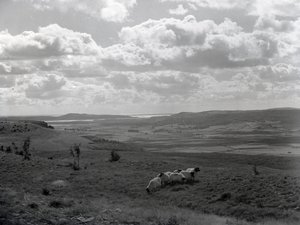 Małe stado rogatych owiec w Scout Scar autorstwa Joseph Hardman
