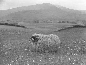 Nagrodzona owca Rough Fell