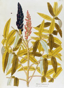Wiązowy sumach lub sycylijski sumak (Rhus coriaria) autorstwa Josepha Jacoba von Plencka (1735-1807), z Ikon roślin leczniczych, Wiedeń