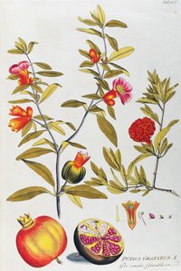 Granat (Punica granatum) autorstwa Josepha Jacoba von Plencka (1735-1807), z Ikon roślin leczniczych, Wiedeń