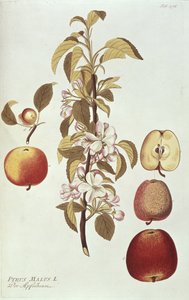 Pyrus Malus